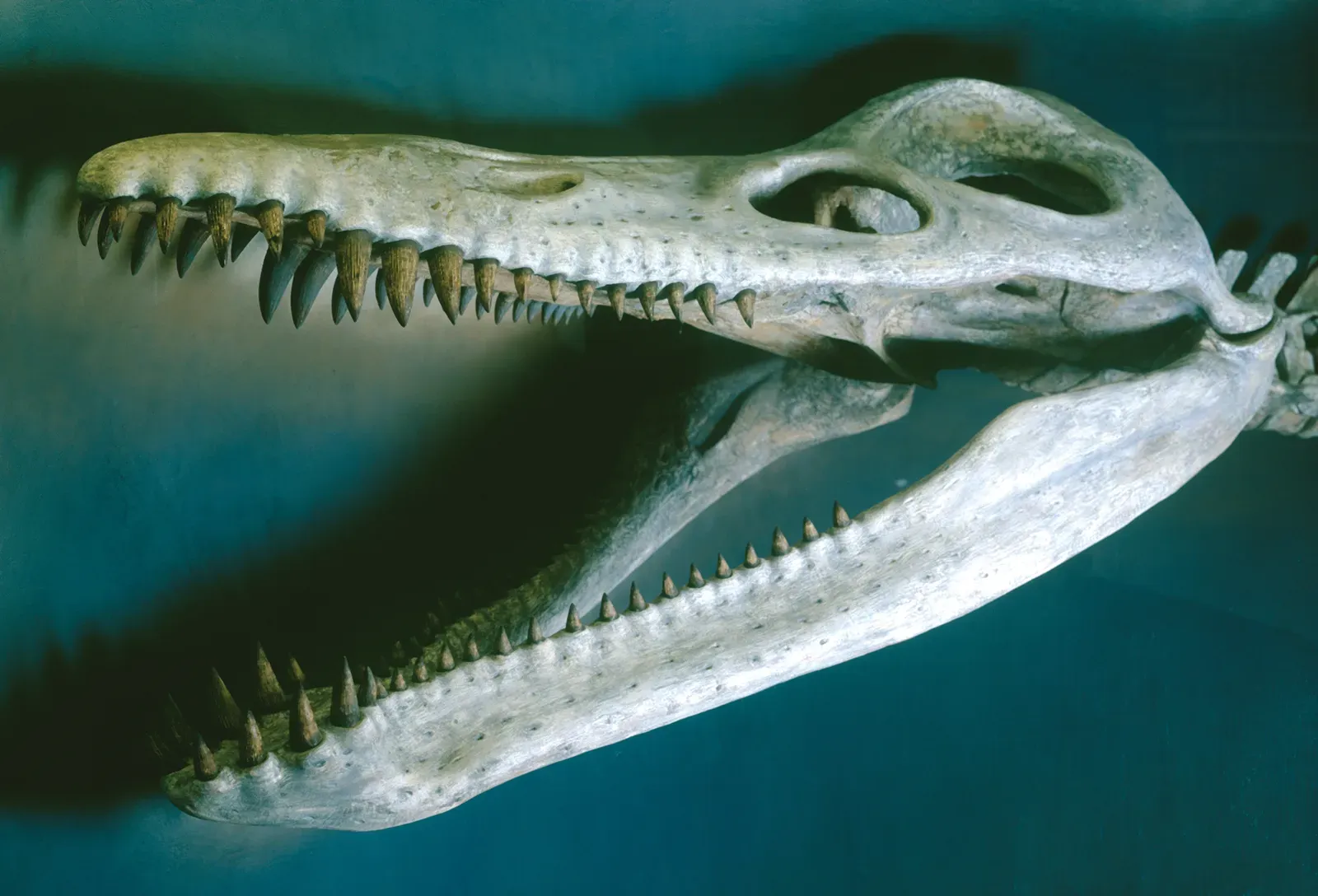 A Skull Built Like a Living Battering Ram (bos_harvard_museum_of_natural_history, CC BY-SA 2.0)