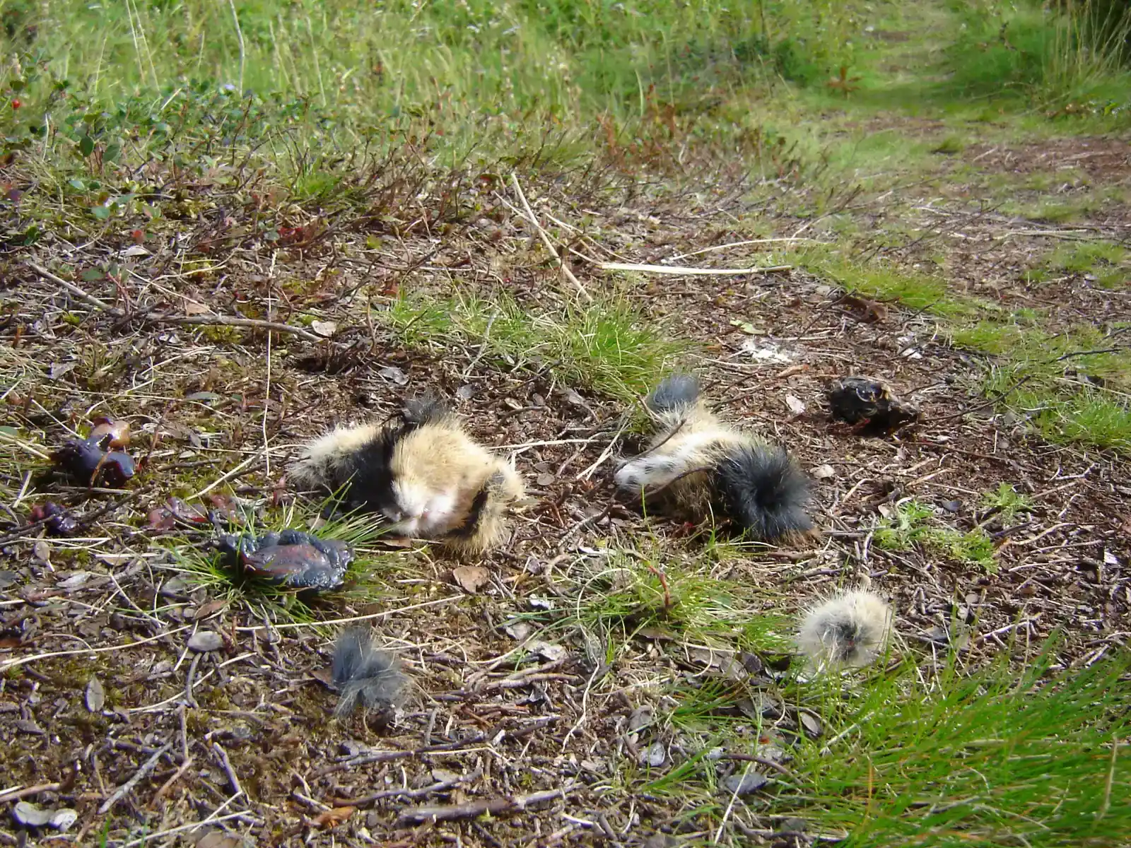 #1 - The Lemming "Mass Suicide" That Was Staged for a Camera (By BishkekRocks, CC BY-SA 3.0)
