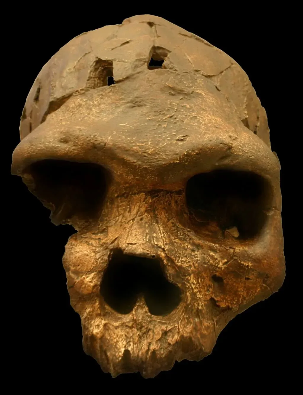 #2 - Homo bodoensis Erased an Entire Era of Confusion Overnight (Homo heidelbergensis, CC BY-SA 2.0)