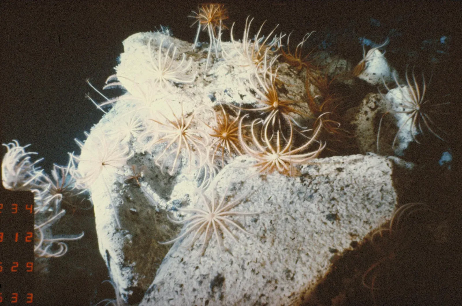 Virgo – The Crinoid, Meticulous Architect of Underwater Gardens (Campagne CYMOR 2 - Crinoïdes sur substrat dur, CC BY 4.0)