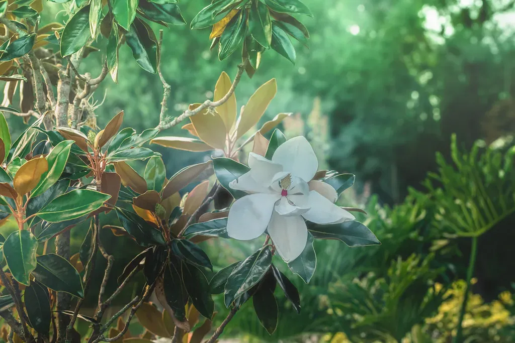 The Mysterious and Explosive Arrival of Angiosperms (vanhookc, Flickr, CC BY-SA 2.0)