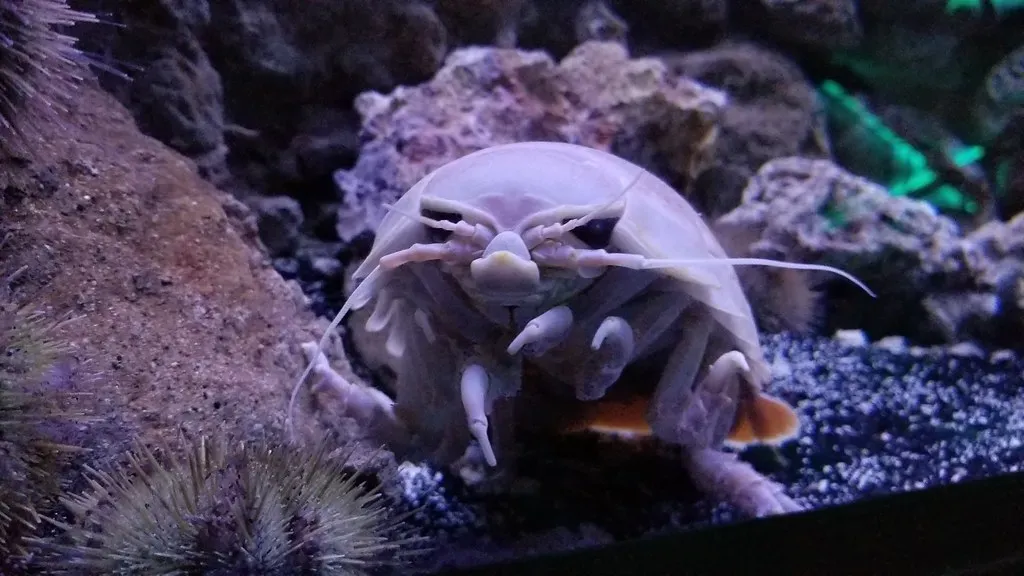 #4 - The Giant Isopod That Can Skip Meals for Half a Decade (cifraser1, Flickr, CC BY 2.0)