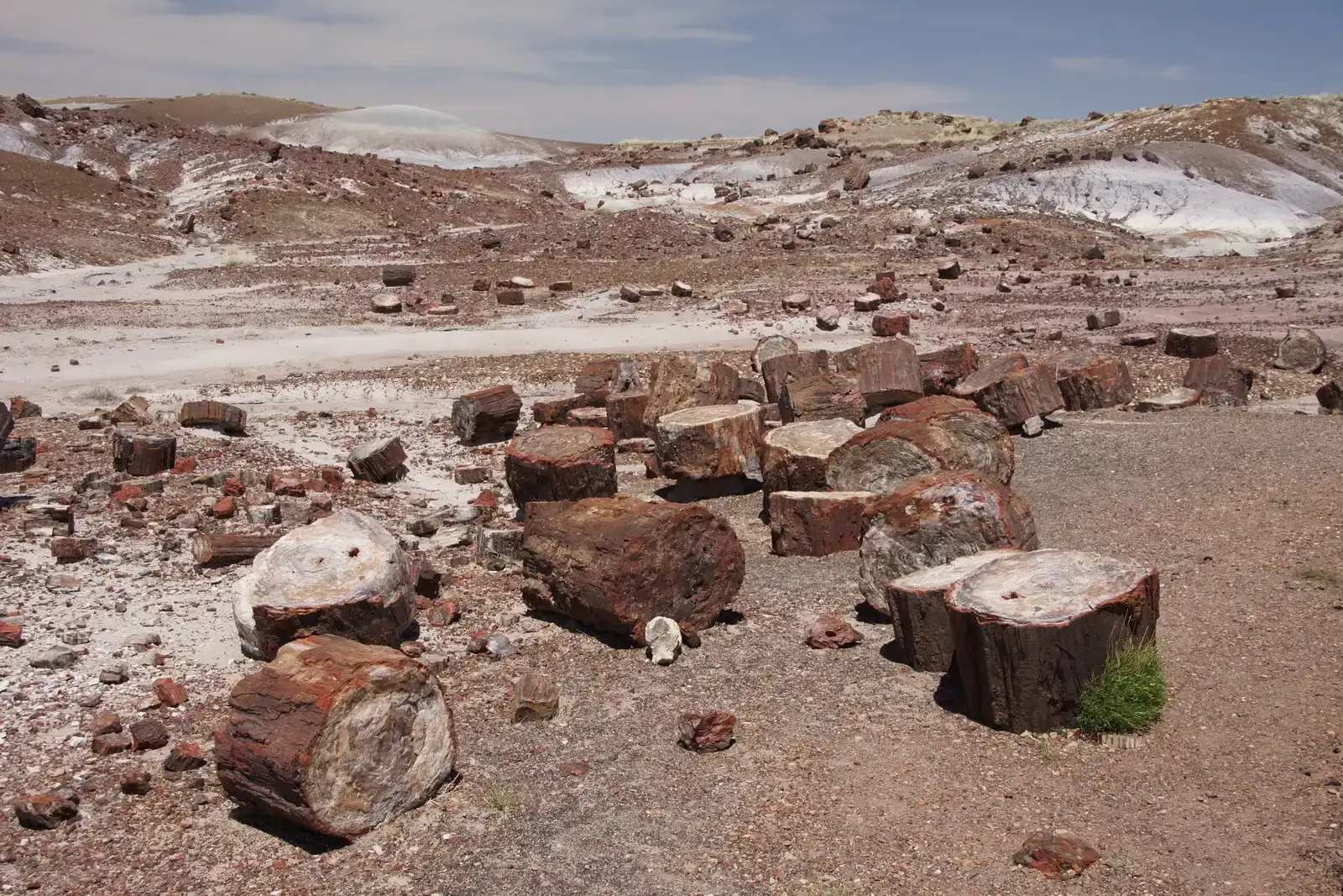 Experiencing the Park as a Layered Story, Not a Drive‑Through Stop (Versteend hout, CC BY 2.0)