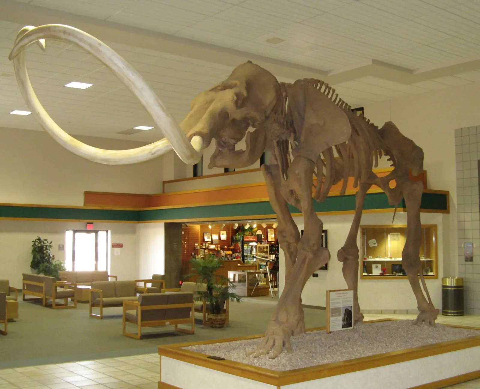 The Columbian Mammoth: A Giant Without the Fur Coat (Ybmam_1bUploaded by FunkMonk, CC BY-SA 2.0)