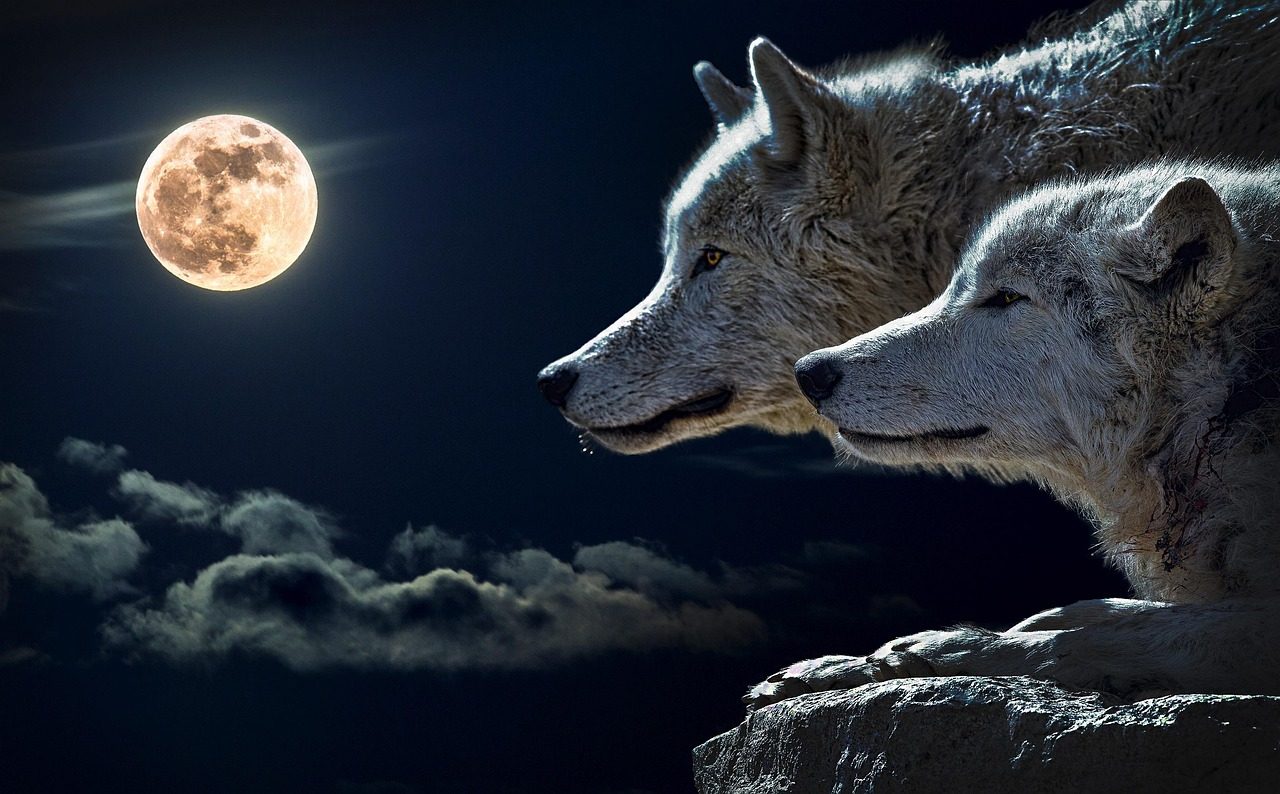 Celtic Astrology Confirms the Wolf-Scorpio Connection (Image Credits: Pixabay)