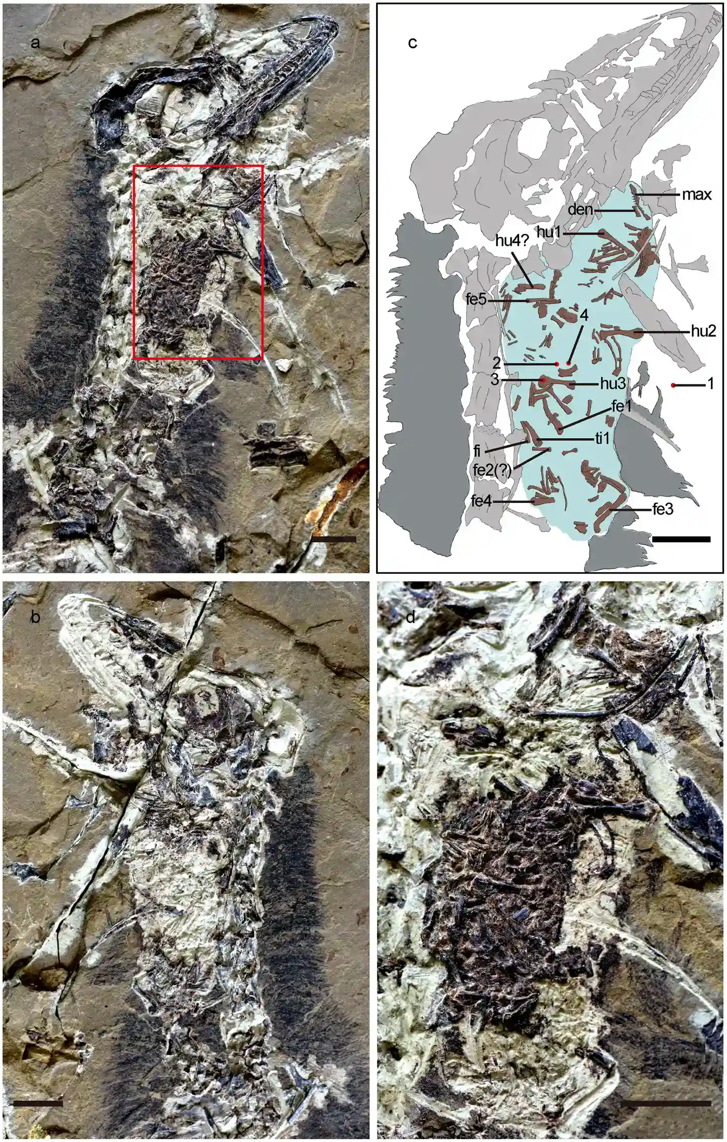 Anchiornis, Microraptor, and the Dinosaurs That Looked Like Living Jewels (Zheng, X., Wang, X., Sullivan, C. et al. (2018). Exceptional dinosaur fossils reveal early origin of avian-style digestion. Sci Rep 8, 14217. https://doi.org/10.1038/s41598-018-32202-x, CC BY 4.0)