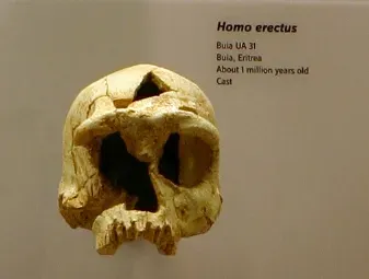 Homo erectus: The Tireless Explorer and Endurance Machine (Skulls of our Ancestors, CC BY-SA 2.0)