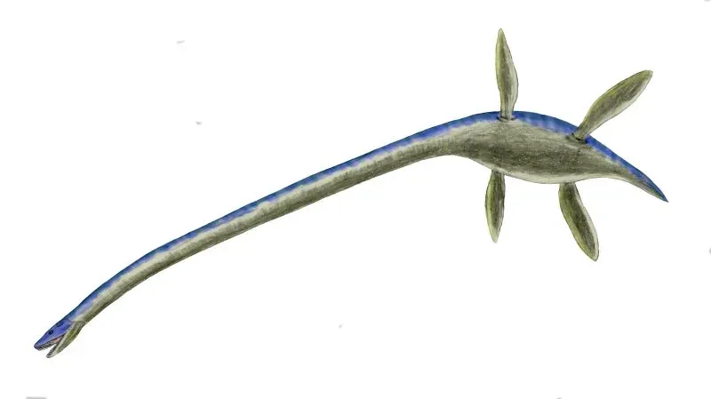 Thalassomedon and the Long-Necked Plesiosaurs (By Nobu Tamura (http://spinops.blogspot.com), CC BY 2.5)