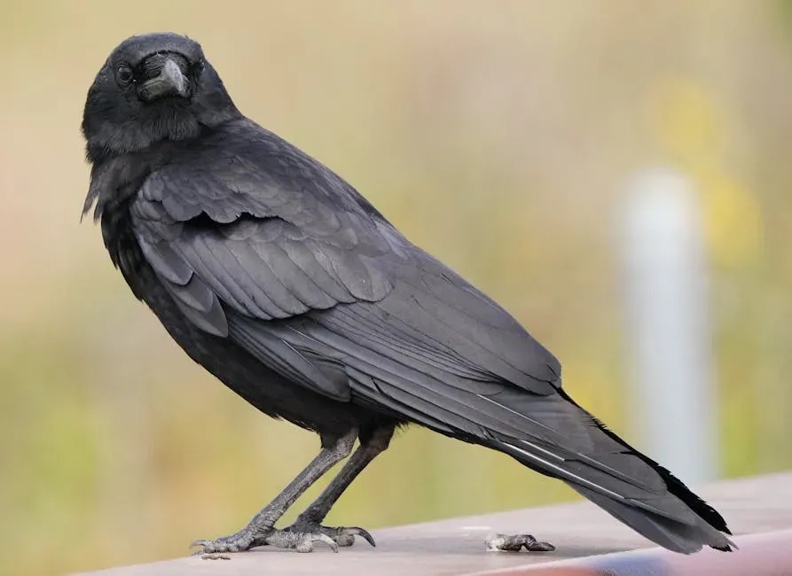 Virgo – The American Crow (Image Credits: Pexels)