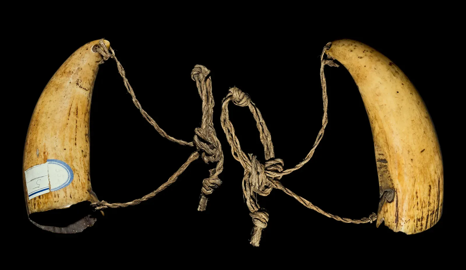 #6 - They Twisted Plant Fibers Into Actual String (By Didier Descouens, CC BY-SA 4.0)