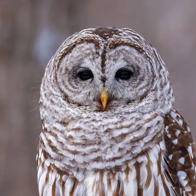 #5 - City Owls Basically Switch Their Entire Diet to Rats (Image Credits: Pexels)
