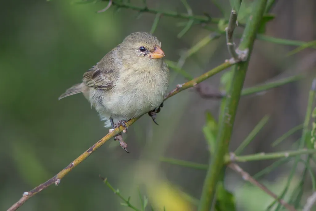 9. Darwin's Finches Show How Quickly Beaks Can Change (kuhnmi, Flickr, CC BY 2.0)