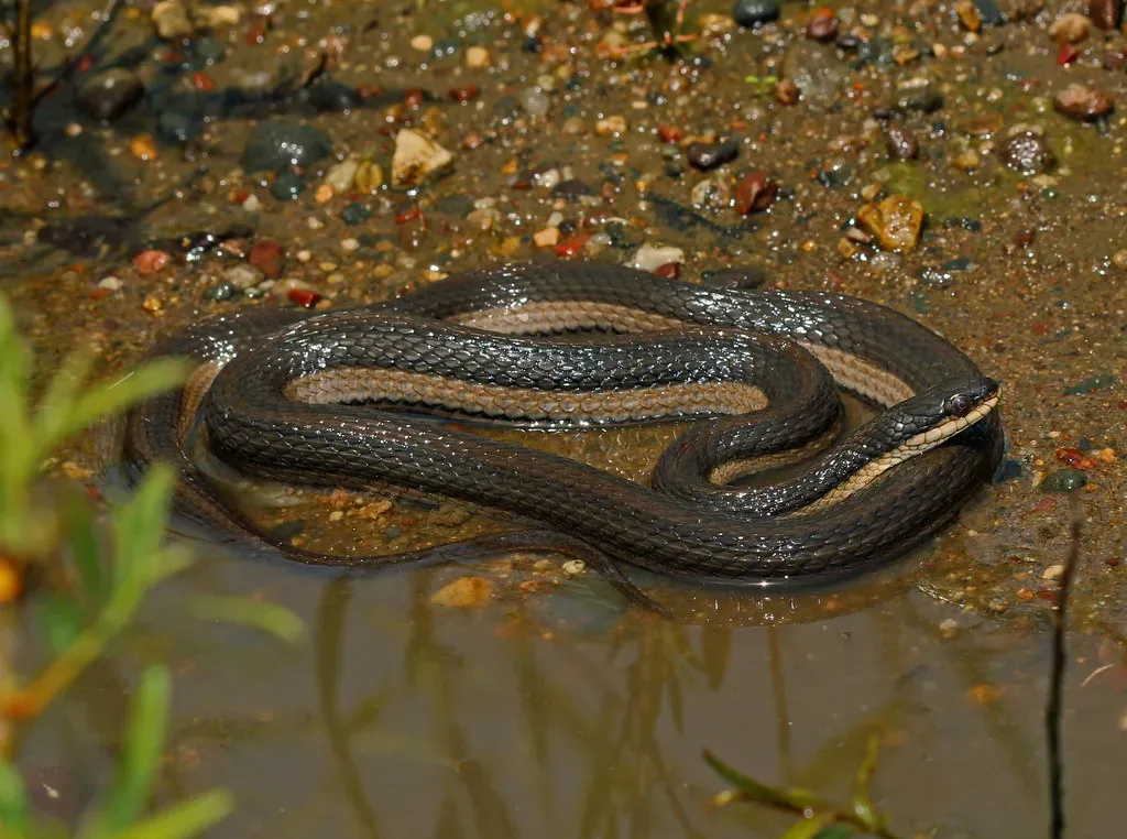 #8 A Ditch Records Hidden Wildlife and Food Webs (2ndPeter, Flickr, CC BY 2.0)