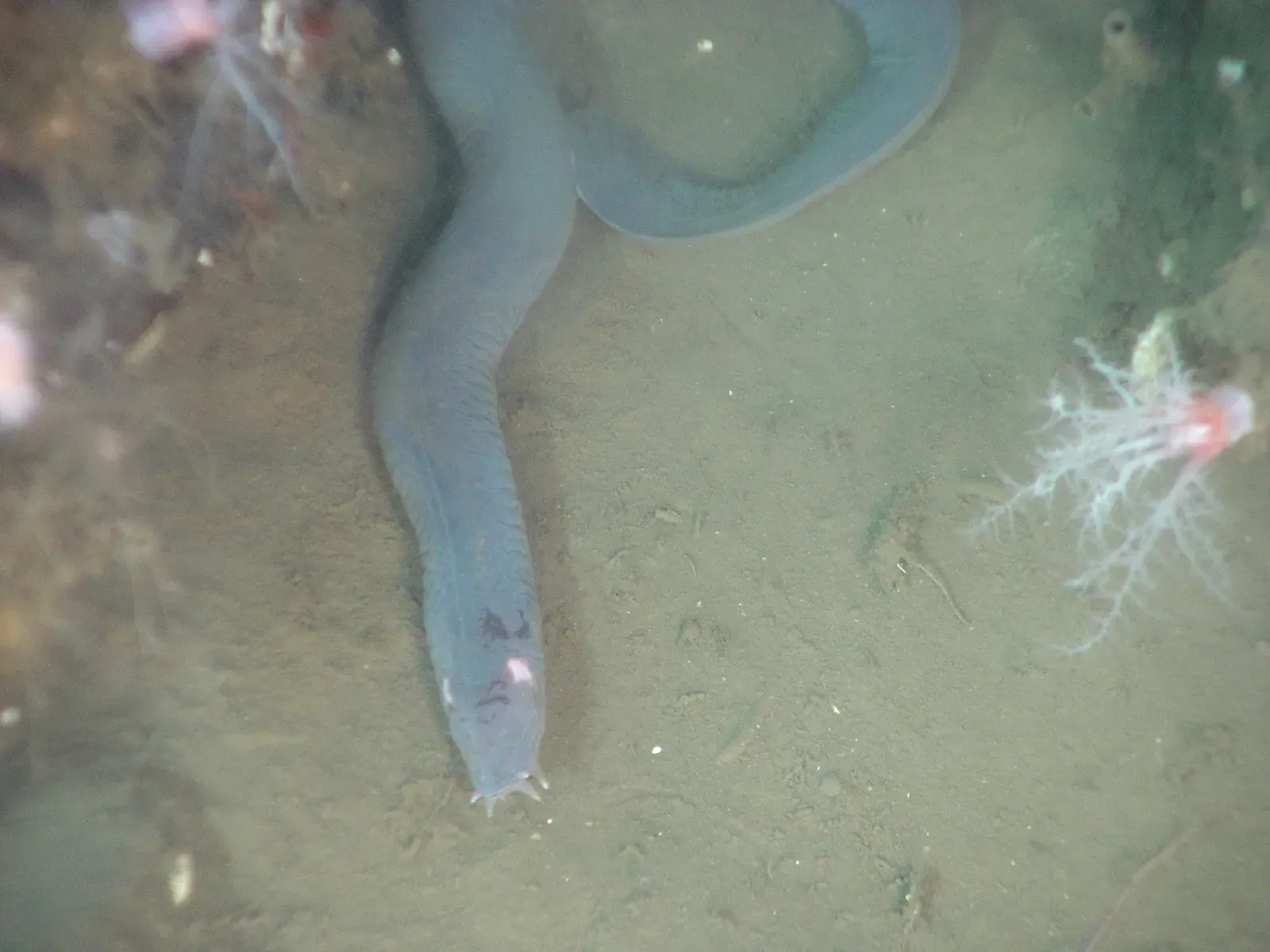 Hagfish: The Slime Machine of Ancient Seas (Image Credits: Wikimedia)