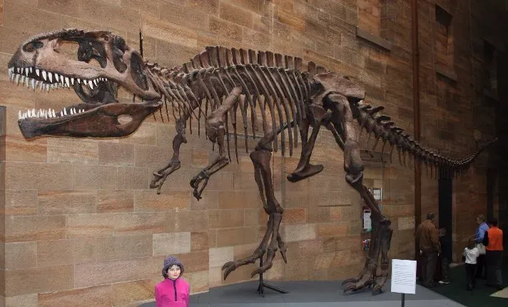 1. Giganotosaurus Was Comparable in Size - And May Have Edged Out T. Rex in Length (No machine-readable source provided. Own work assumed (based on copyright claims)., Public domain)