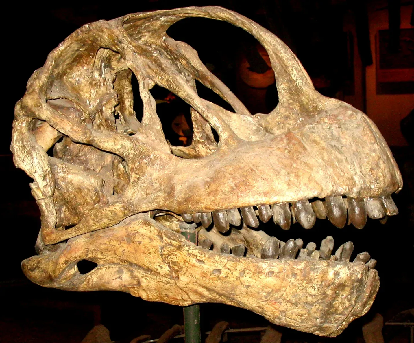 What Teeth Reveal: Oxygen Isotopes and Seasonal Trekking (Image Credits: Wikimedia)
