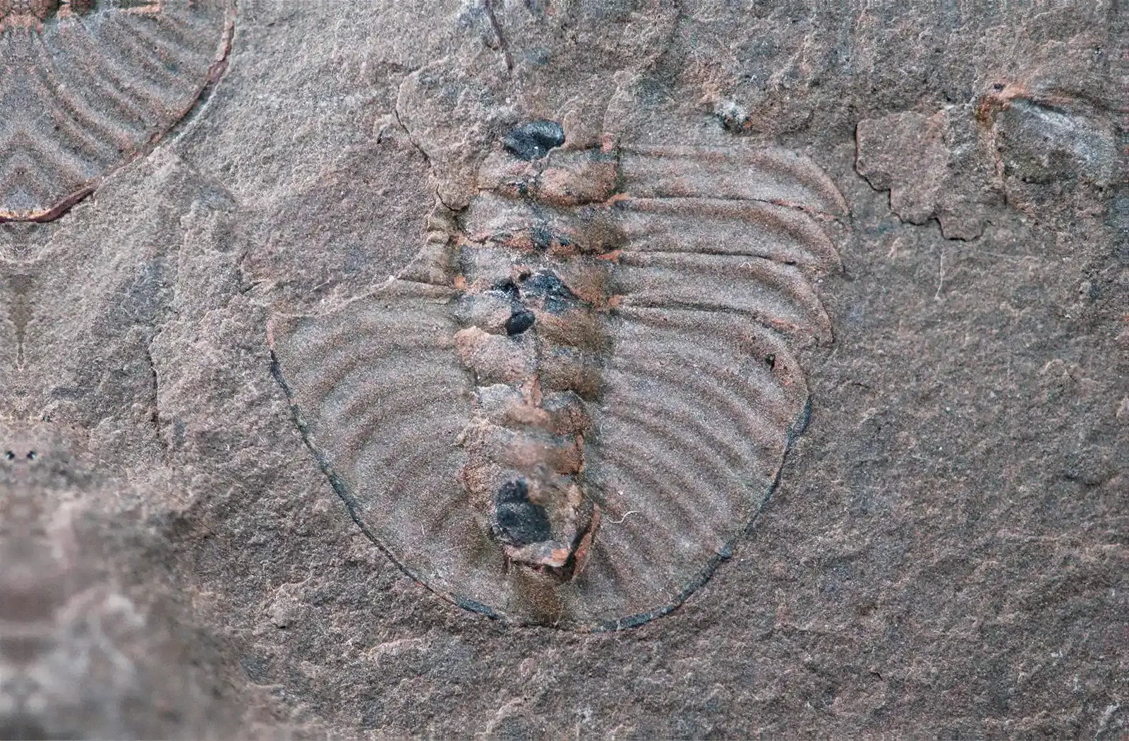 #1 – The Fossil That Might Not Be a Fossil at All (Ogygopsis klotzi fossil trilobite tail (Burgess Shale Formation, Middle Cambrian; Mt. Stephen, British Columbia, southwestern Canada), CC BY 2.0)