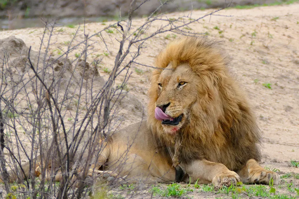 Leo: The Wounded Lion (Image Credits: Flickr)