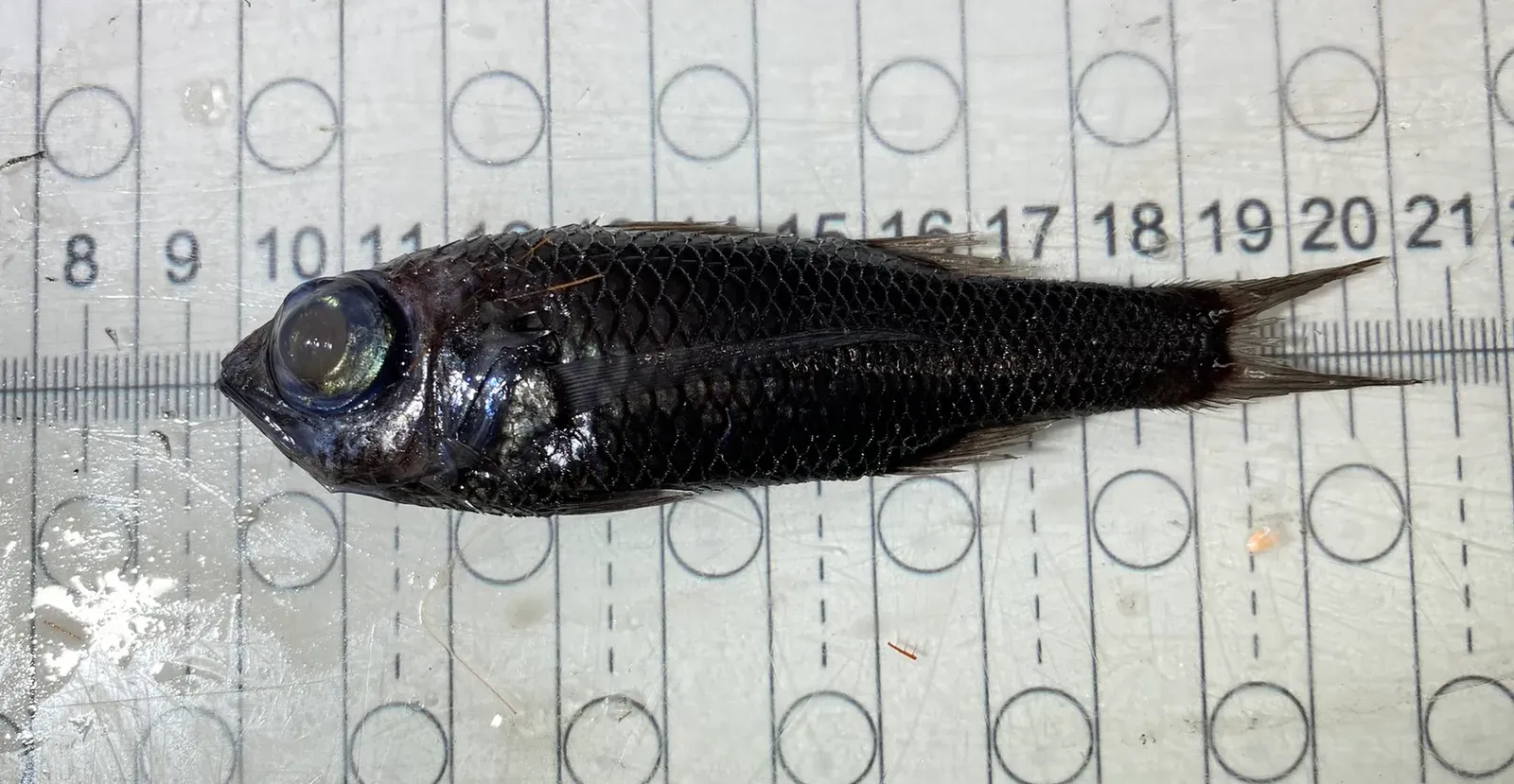 Why Evolve Eyes This Big? The Deep‑Sea Advantage (By HulloThere, CC BY-SA 4.0)