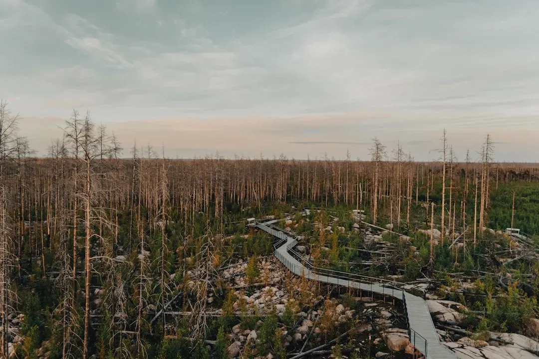 How Ecosystem Collapse Threatens Biodiversity (Image Credits: Unsplash)