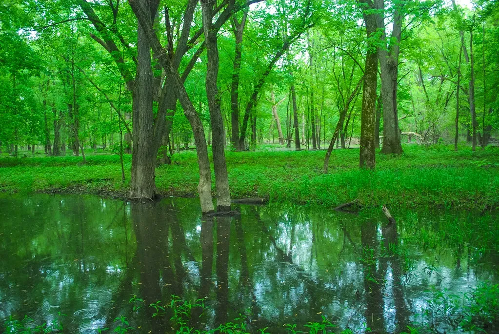 Congaree Floodplain Wilderness, South Carolina: Primeval Forest on the Flatlands (wackybadger, Flickr, CC BY-SA 2.0)