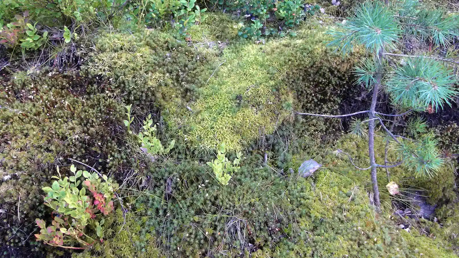 #6 Mosses and Algae Crusts: The Quiet Micro‑Pioneers (By Kahvilokki, CC BY-SA 4.0)
