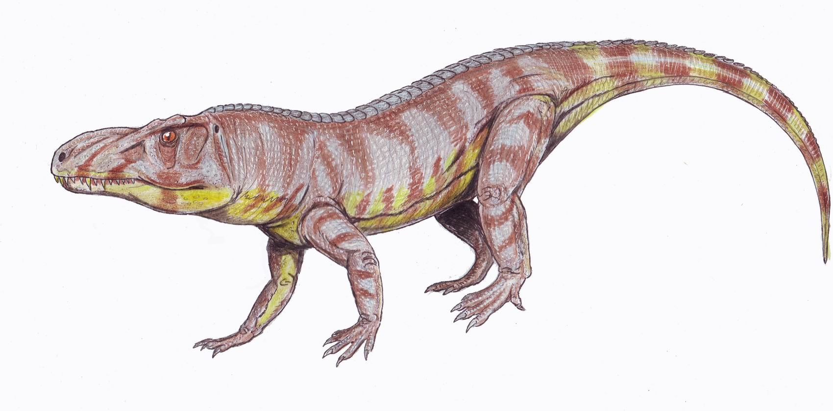 The Triassic Titans: When Rauisuchians Ruled (Image Credits: Wikimedia)