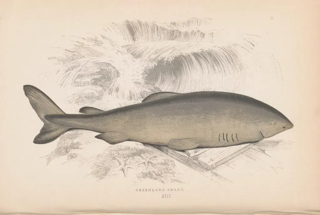 Their Genome May Hold Secrets to Longevity (Image Credits: Flickr)