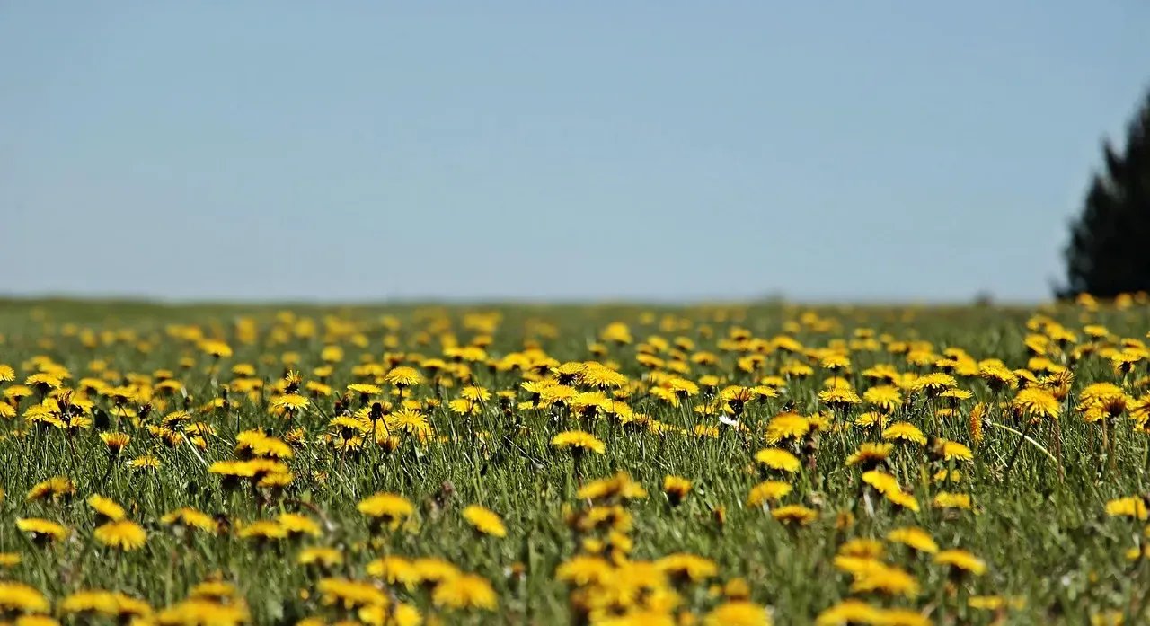 #2 Dandelions: Deep‑Rooted Soil Plumbers (Image Credits: Pixabay)