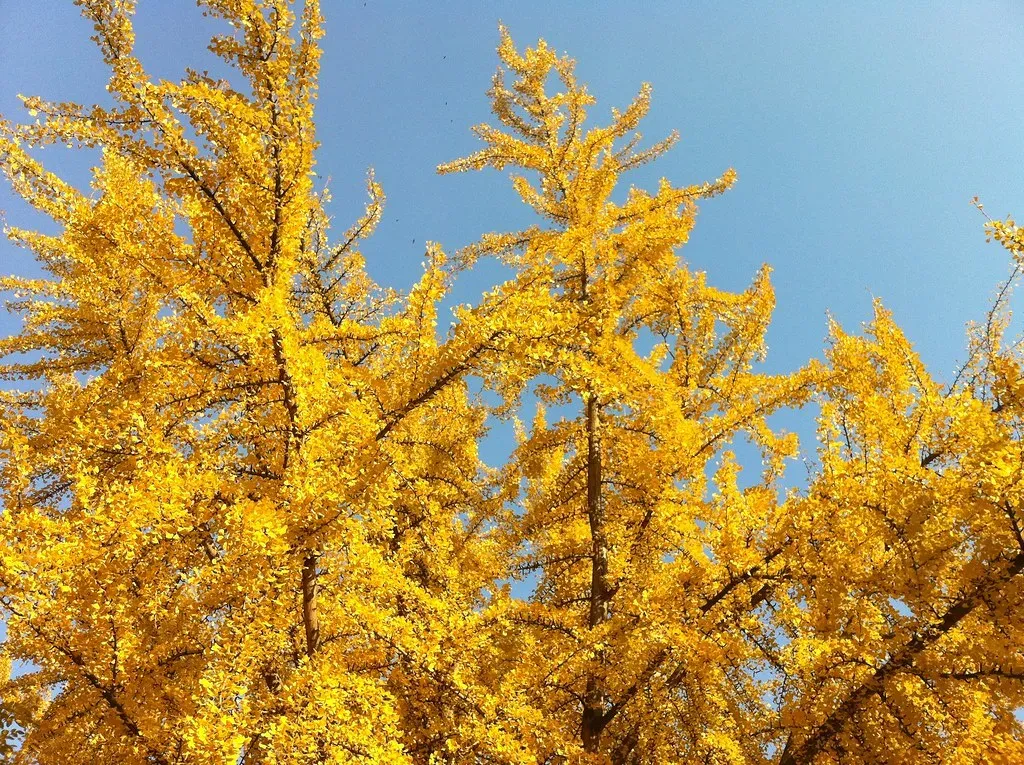 7. Ginkgo Biloba Is a Living Fossil, Virtually Unchanged for Over 200 Million Years (zipckr, Flickr, CC BY 2.0)