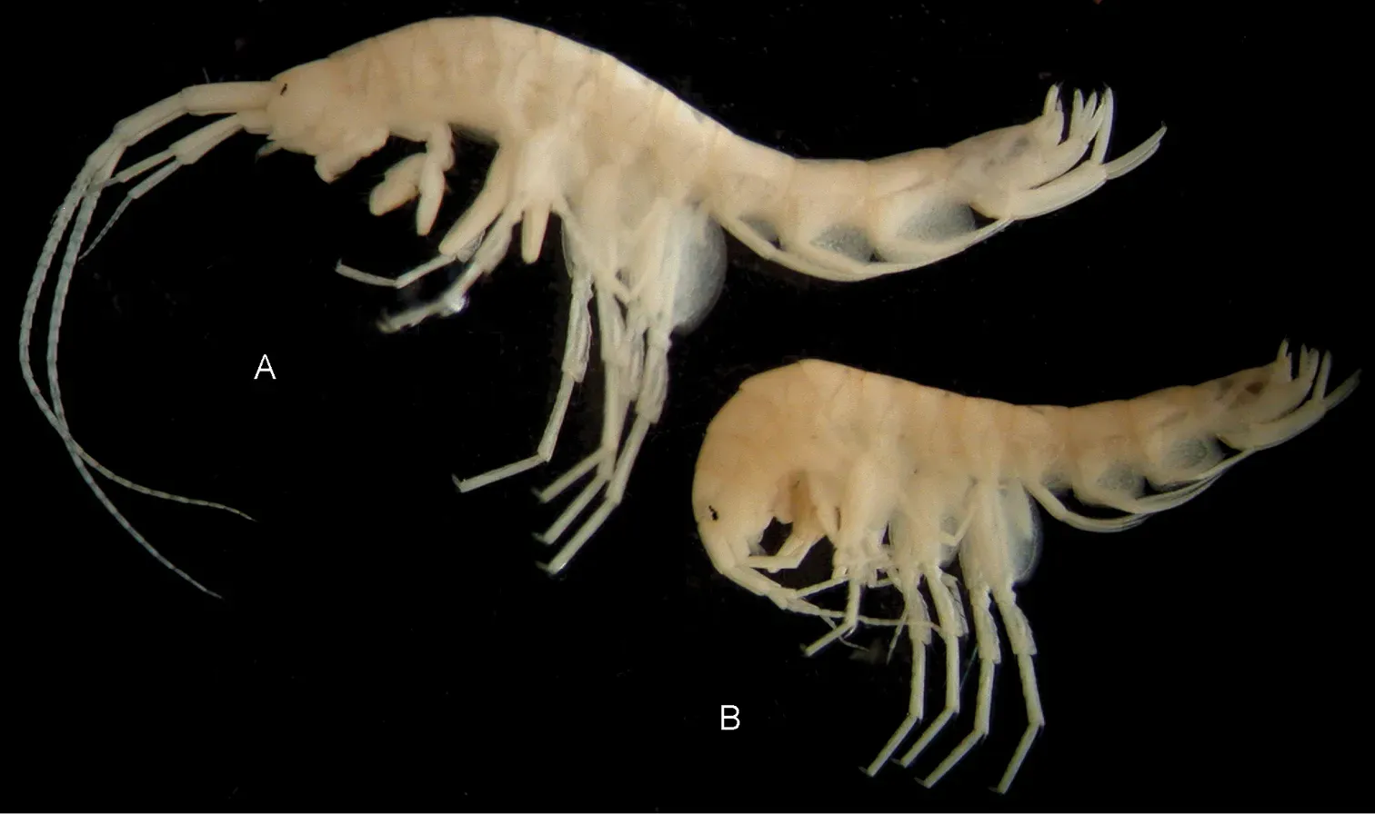 #7 - The Cave Amphipods Conservation Forgot (Sidorov DA, Kovtun OA (2015) Synurella odessana, sp. n. (Crustacea, Amphipoda, Crangonyctidae), first report of a subterranean amphipod from the catacombs of Odessa and its zoogeographic importance. Subterranean Biology 15: 11-27. doi:10.3897/subtbiol.15.8820, CC BY 4.0)