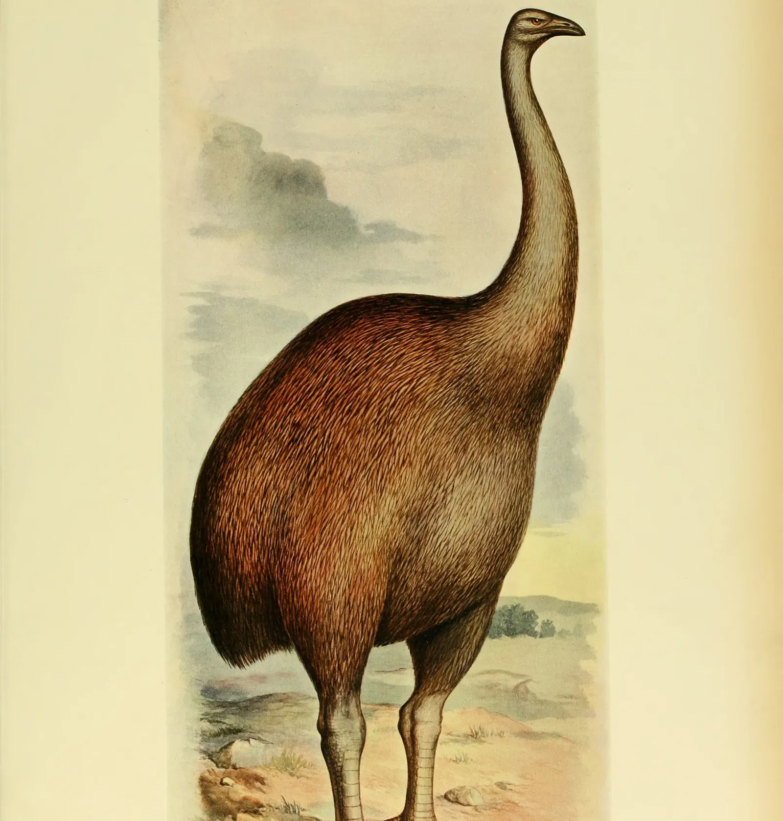 #7 - New Zealand's Moa: Giant Birds That Outlived First Contact Myths (Image Credits: Wikimedia)