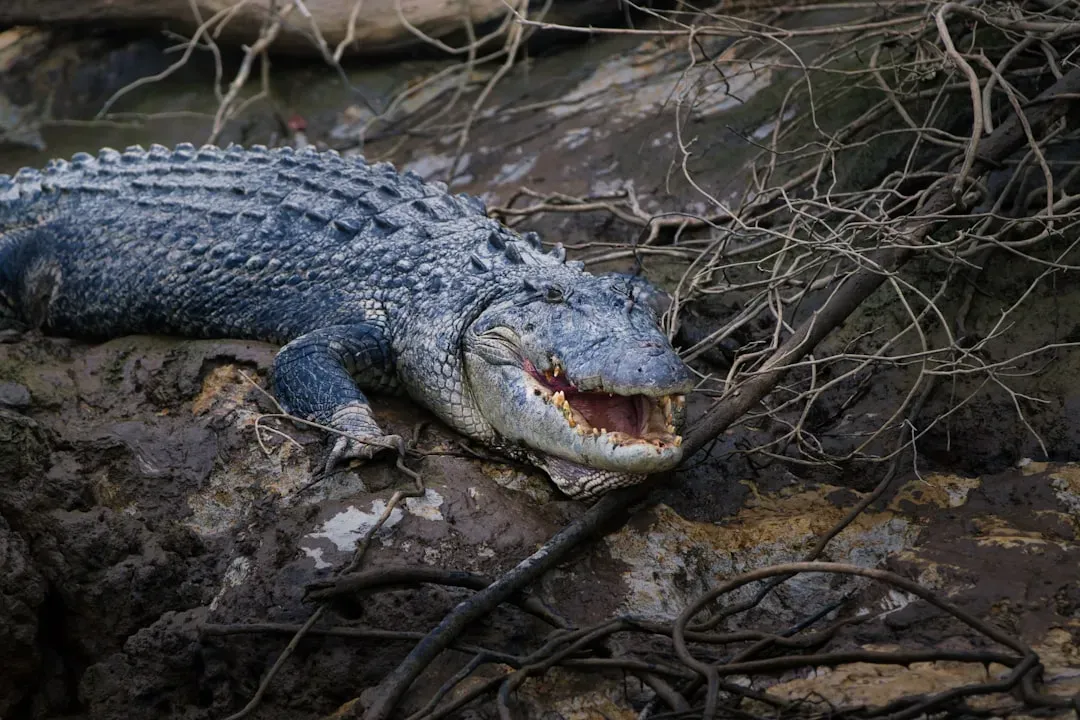 Why Crocodilians Survived While Dinosaurs Perished (Image Credits: Unsplash)