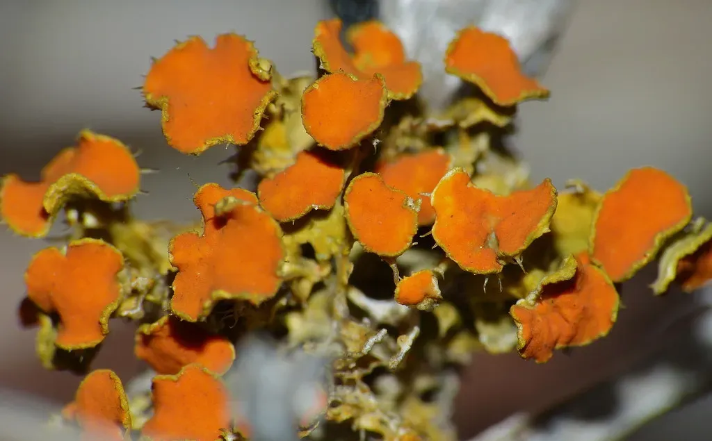 #3: Fruticose Lichens – Tiny Forests in Miniature (Bernard DUPONT, Flickr, CC BY-SA 2.0)