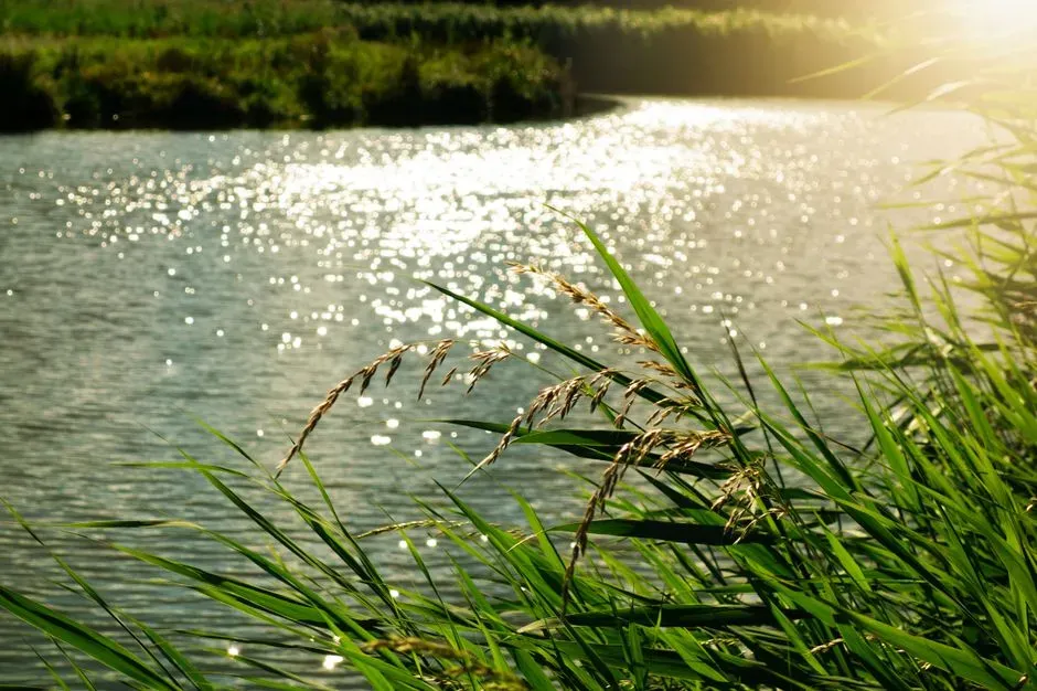 1. Water Sense: How The Hunt For Fresh Water Still Guides Our Eyes (Image Credits: Pexels)