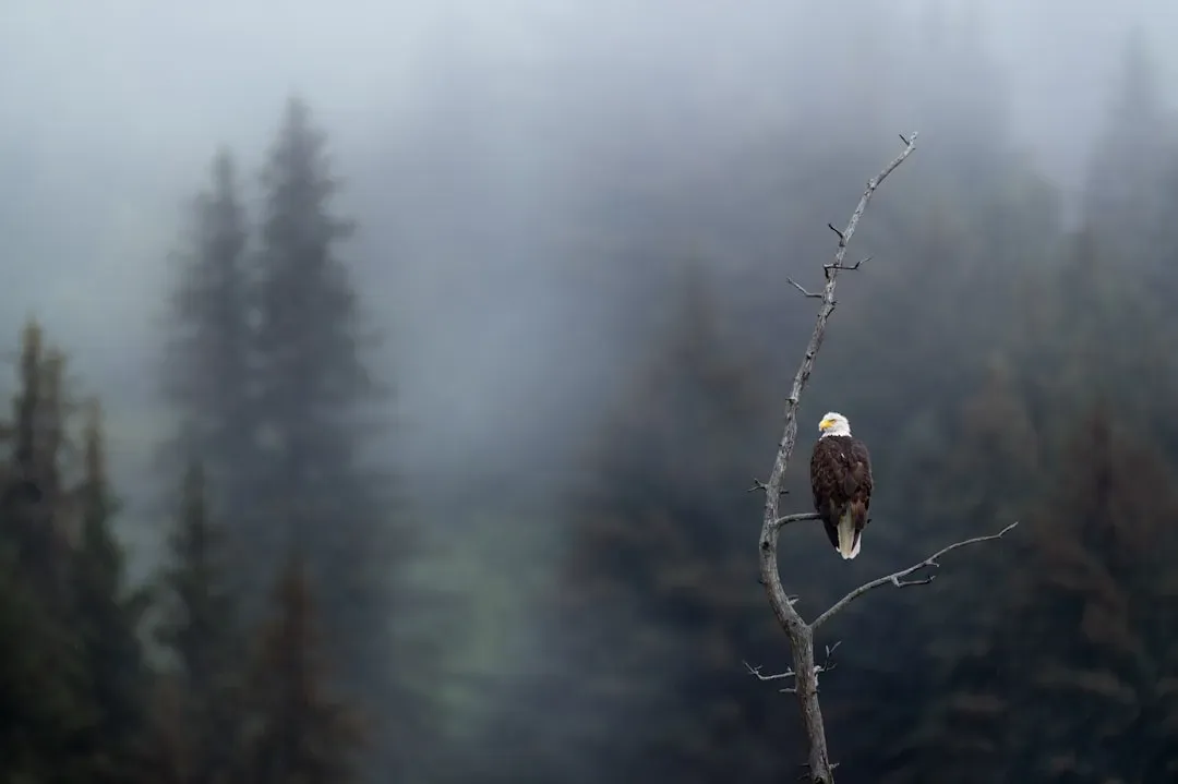 #2 - They Nearly Vanished Because of a Chemical, Not a Predator (Image Credits: Unsplash)