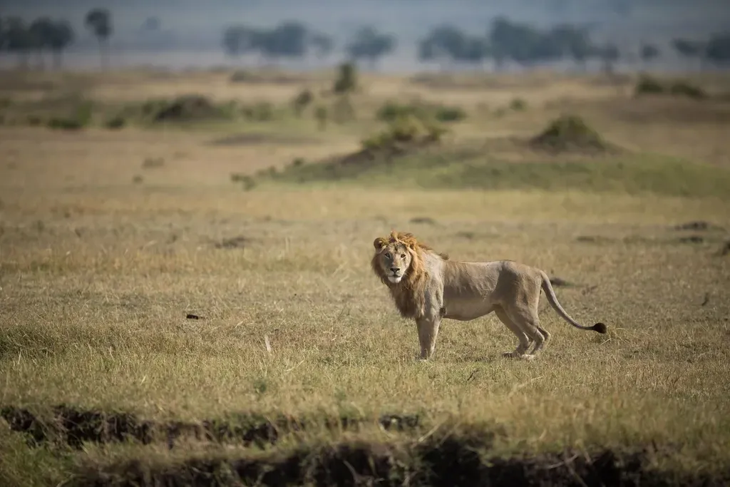 Leo – The Lion of the Savannah (Image Credits: Rawpixel)