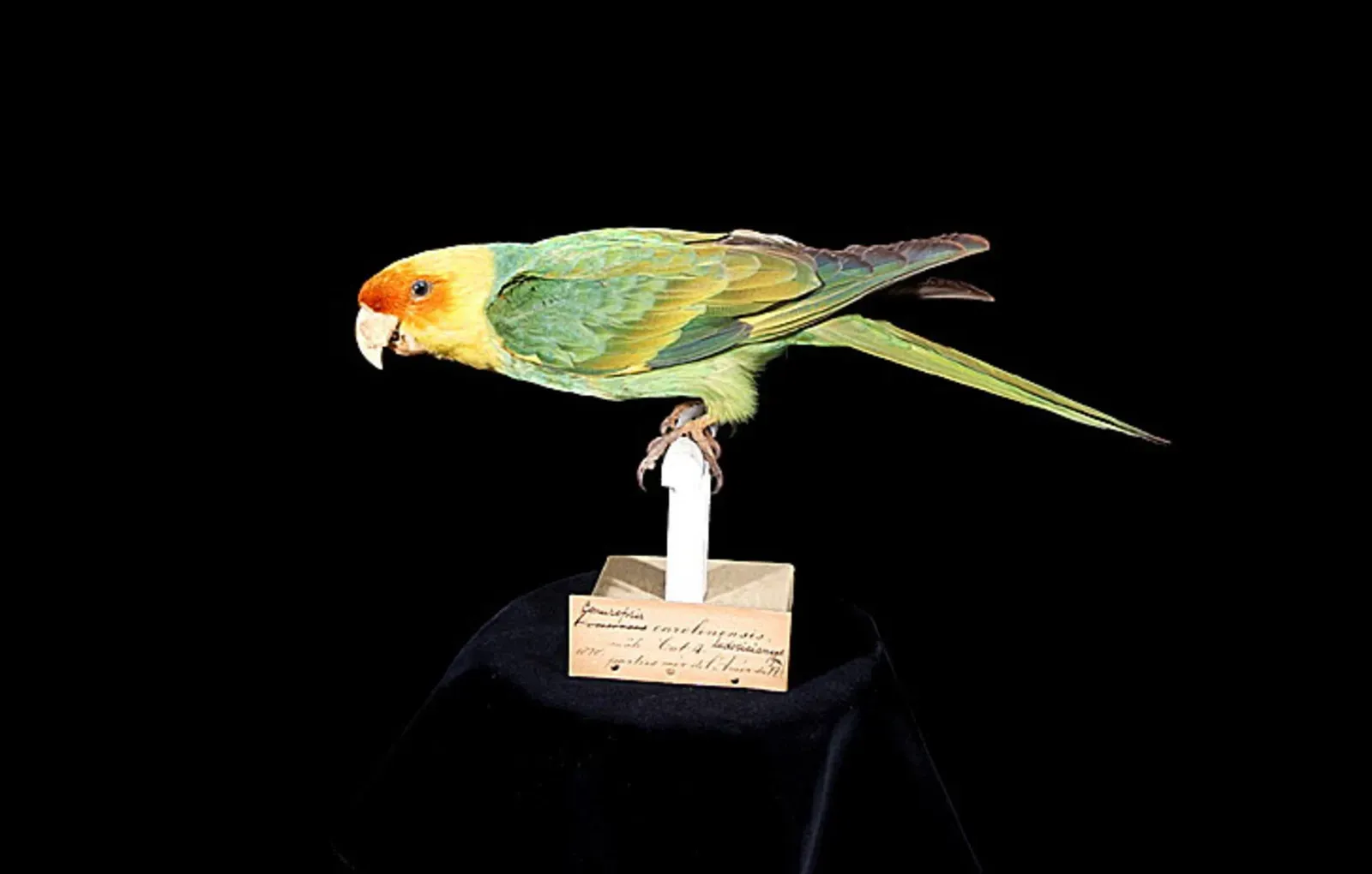 #11 - The Carolina Parakeet Colors That Faded Right Off the Bird (Naturalis Biodiversity Center, CC BY-SA 3.0)