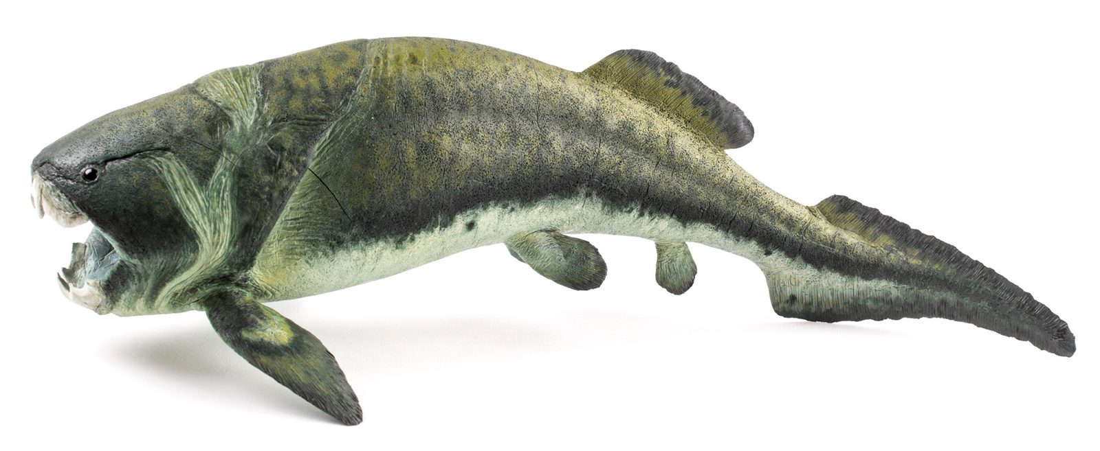 Dunkleosteus – The Bone-Blade Terror (Image Credits: Wikimedia)