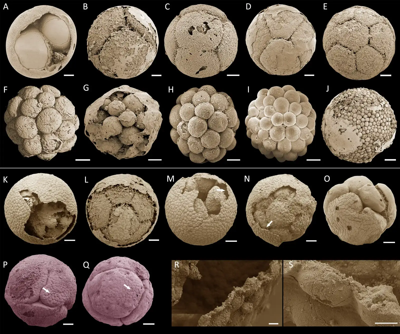 #9 - Doushantuo Formation, China (Yin, Zongjun; Sun, Weichen; Liu, Pengju; Chen, Junyuan; Bottjer, David J.; Jinhua, Li; et al. (2021): Supplementary figures and captions from Diverse and complex developmental mechanisms of Early Ediacaran embryo-like fossils from the Weng'an Biota, southwest China. The Royal Society. Journal contribution. https://doi.org/10.6084/m9.figshare.17708363.v1, CC BY 4.0)