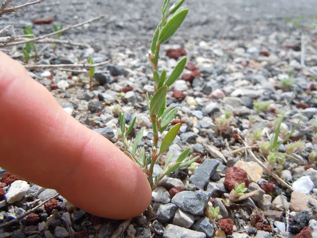 #8 Prostrate Knotweed: The Sidewalk Doormat (Matt Lavin, Flickr, CC BY-SA 2.0)