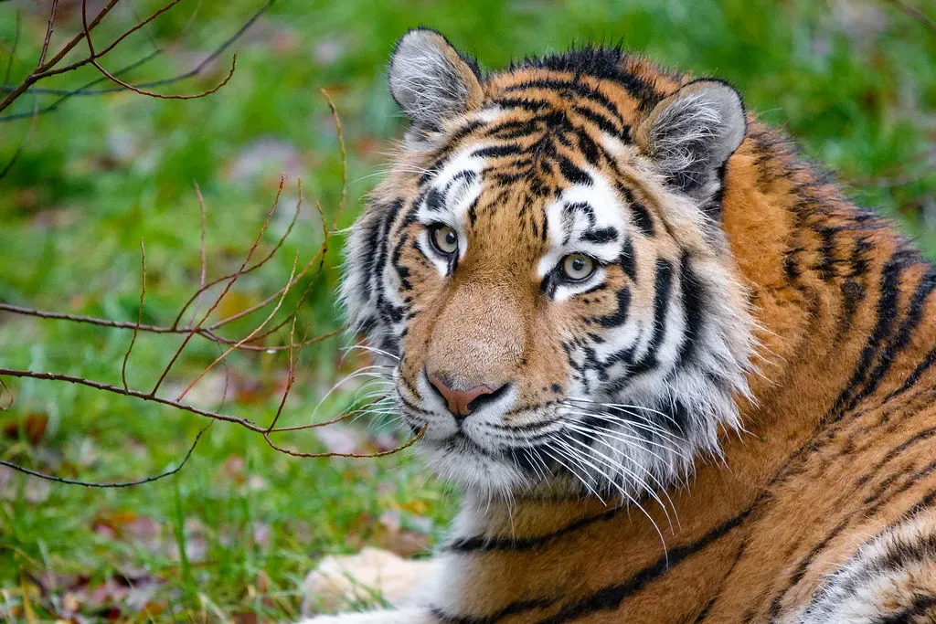 The Brain’s Threat-Detection System Loves Big, Dangerous Animals (Image Credits: Flickr)