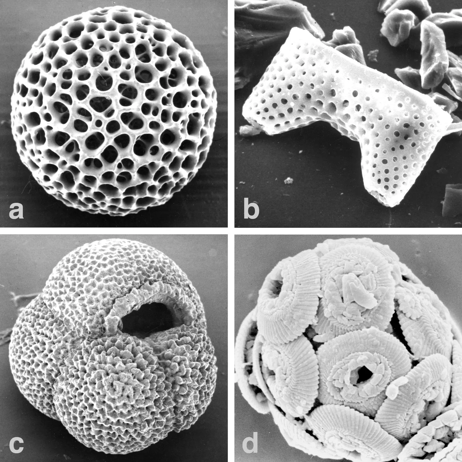 Microfossils: Tiny Skeletons, Huge Stories (Grobe, H., Diekmann, B., Hillenbrand, C.-D.(2009). The memory of the Polar Oceans, In: Hempel, G. (ed) Biology of Polar Oceans, hdl:10013/epic.33599.d001, pdf 0.4 MB., CC BY 3.0)