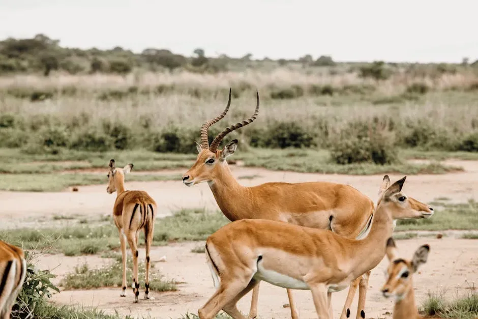 Conclusion – Your Inner Grassland Is More Honest Than You Think (Image Credits: Pexels)