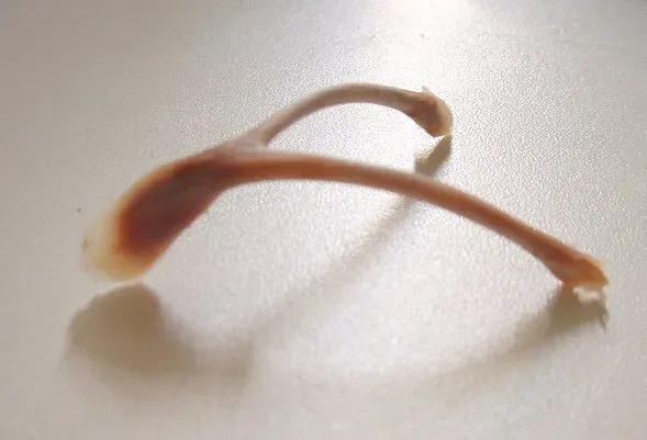 #11 - Carrying a Built-In Wishbone (By Petko Yotov (User:5ko), CC BY-SA 3.0)