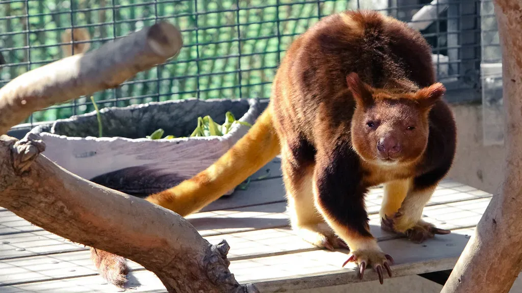 #9 - The Tree Kangaroo Known From a Single 1928 Pelt (jiazi, Flickr, CC BY-SA 2.0)