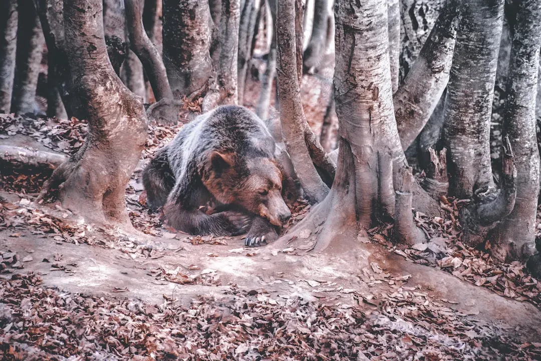 Taurus: The Grounded Bear (Image Credits: Unsplash)