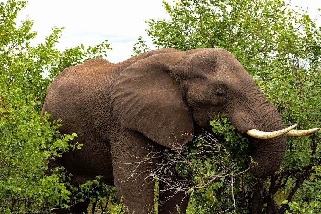 Virgo: The Intelligent Elephant (Image Credits: Unsplash)