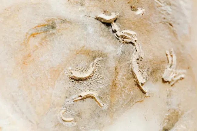 #2 - Anomalocaris Taught Scientists They'd Been Studying Three "Different" Animals That Were Actually One (Image Credits: Pexels)