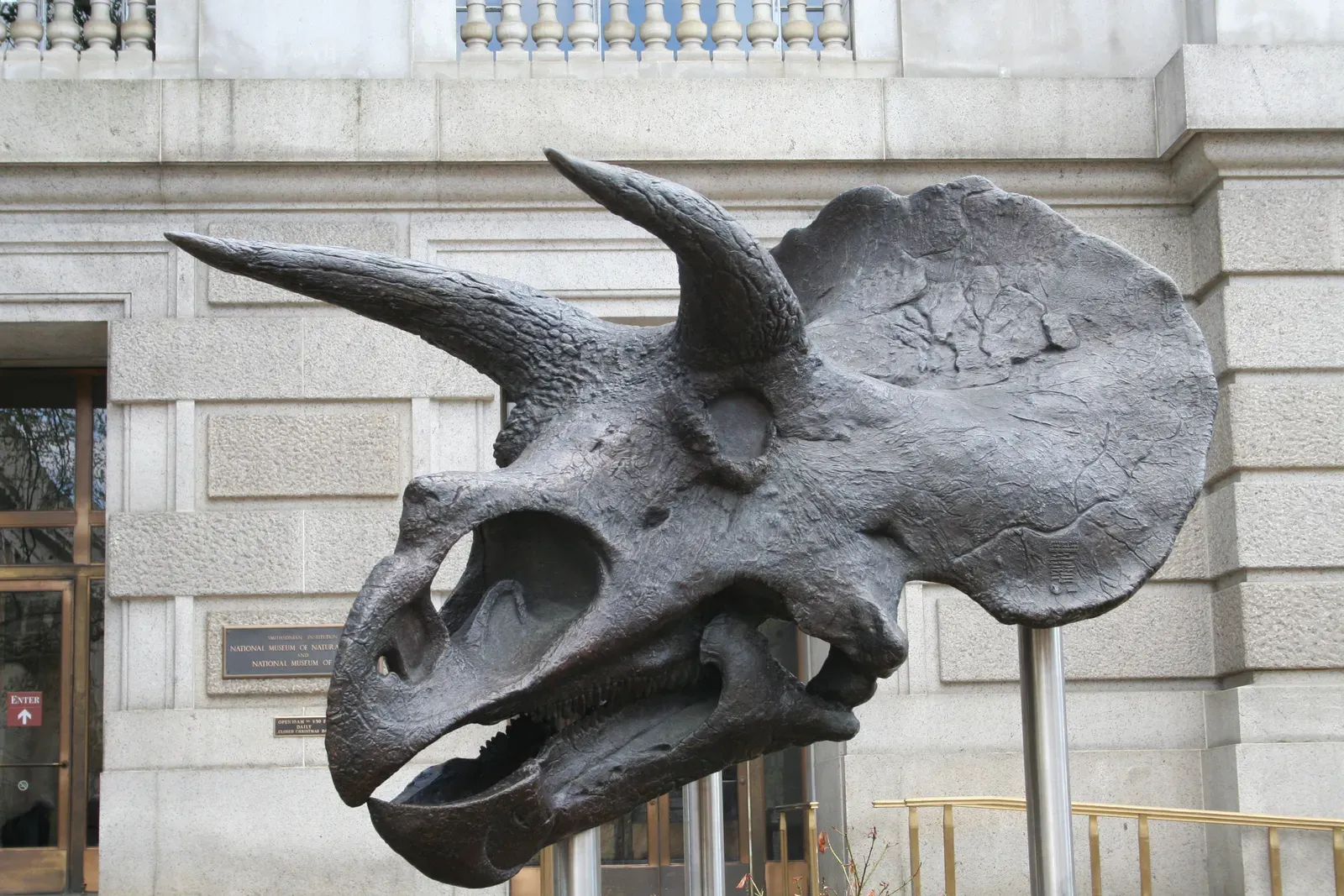 #6 - Its Horns Physically Changed Direction as It Aged (Triceratops skull, CC BY-SA 2.0)